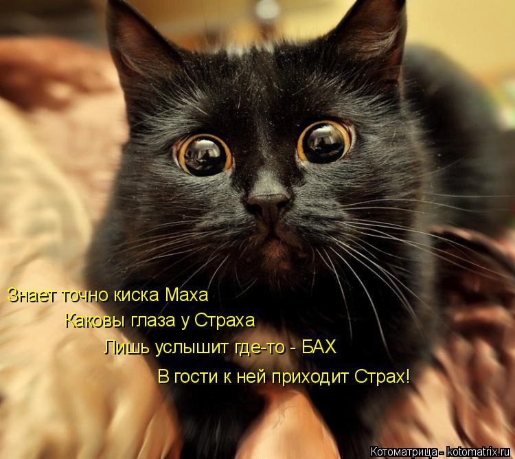 Знает точно киска Маха Каковы глаза у Страха Лишь услышит где-то - БАХ В гости к ней приходит Стр... Котоматрица: Знает точно киска Маха Каковы глаза у Страха Лишь услышит где-то - БАХ В гости к ней приходит Страх!