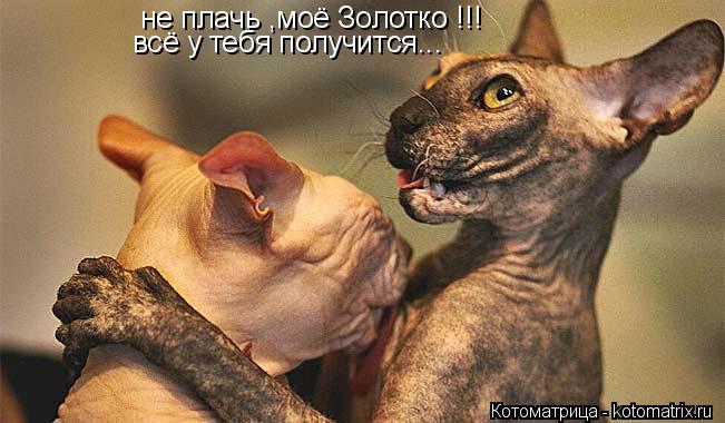 не плачь ,моё Золотко !!! всё у тебя получится...... Котоматрица: не плачь ,моё Золотко !!! всё у тебя получится...