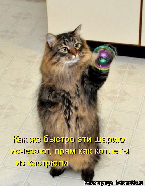 Котоматрица: Как же быстро эти шарики исчезают, прям как котлеты из кастрюли