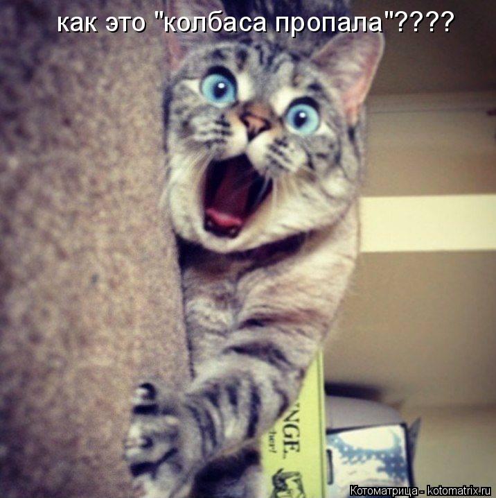 как это "колбаса пропала"????... Котоматрица: как это "колбаса пропала"????