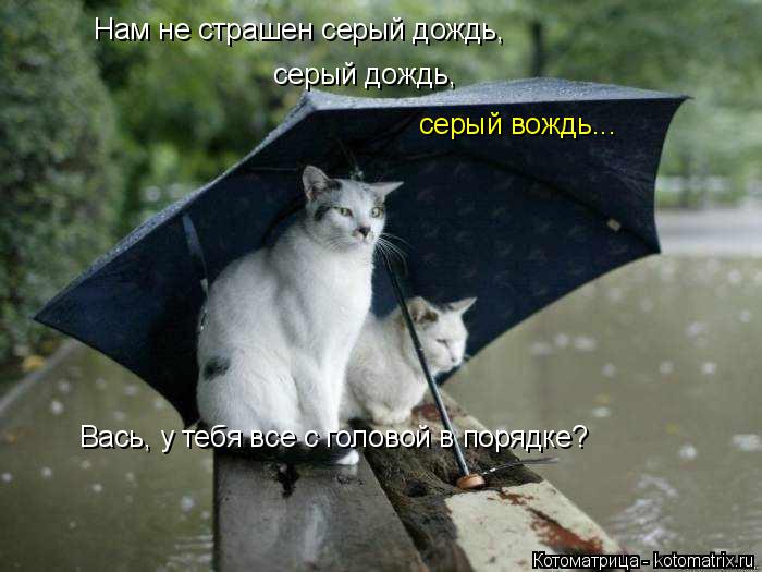 Нам не страшен серый дождь, серый дождь, серый вождь... Вась, у тебя все с головой в порядке?... Котоматрица: Нам не страшен серый дождь, серый дождь, серый вождь... Вась, у тебя все с головой в порядке?