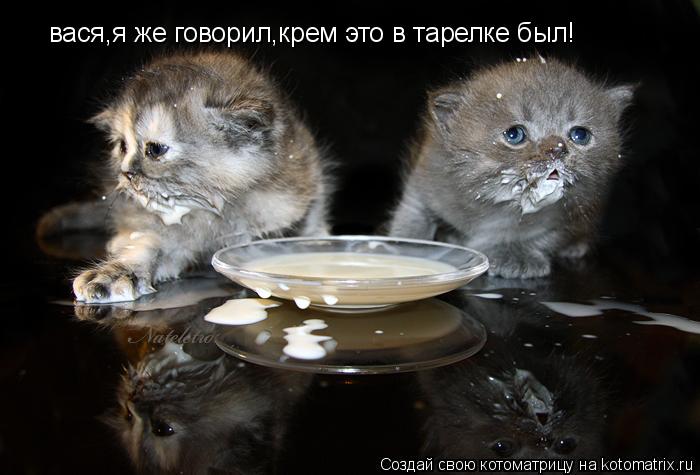 вася,я же говорил,крем это в тарелке был!... Котоматрица: вася,я же говорил,крем это в тарелке был!