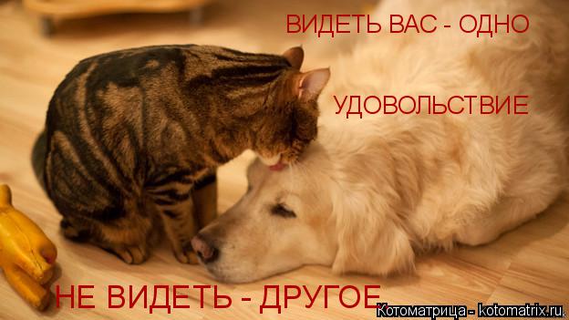 Котоматрица: УДОВОЛЬСТВИЕ ВИДЕТЬ ВАС - ОДНО НЕ ВИДЕТЬ - ДРУГОЕ.