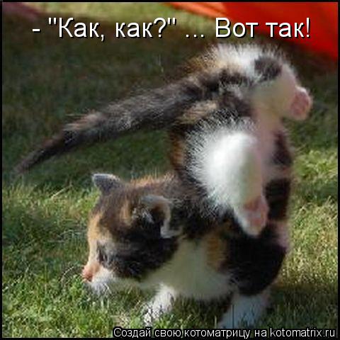 Котоматрица: - "Как, как?" ... Вот так!