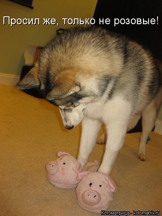 Просил же, только не розовые!... Котоматрица: Просил же, только не розовые!