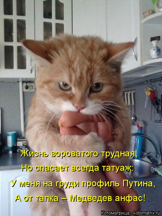 Котоматрица: Жизнь вороватого трудная, Но спасает всегда татуаж: У меня на груди профиль Путина, А от тапка – Медведев анфас!