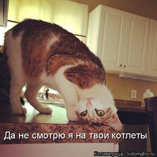 Да не смотрю я на твои котлеты... Котоматрица: Да не смотрю я на твои котлеты