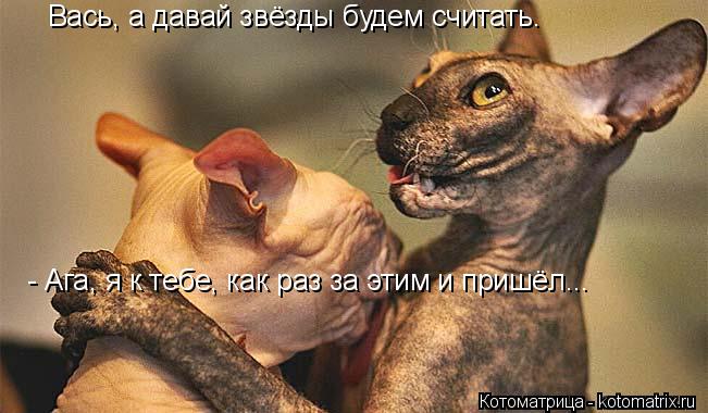 Котоматрица: - Ага, я к тебе, как раз за этим и пришёл... Вась, а давай звёзды будем считать.