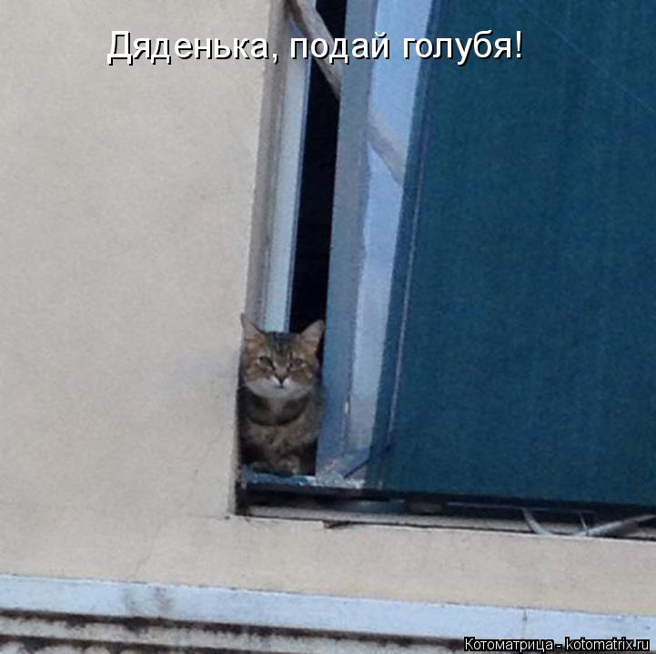 Дяденька, подай голубя!... Котоматрица: Дяденька, подай голубя!