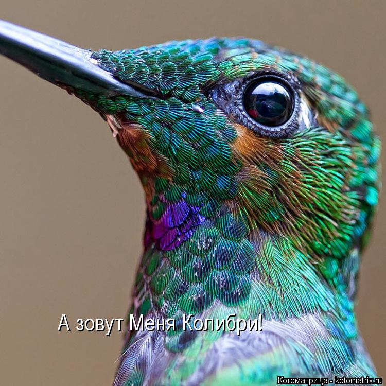 Котоматрица: А зовут Меня Колибри!