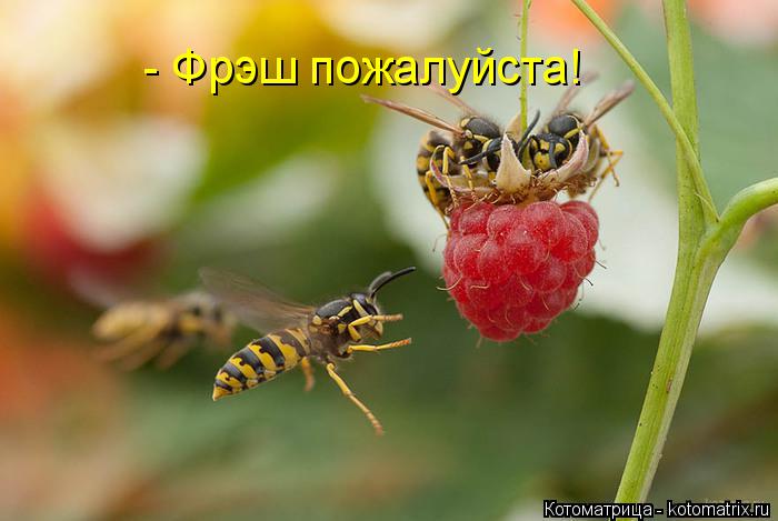 Котоматрица: - Фрэш пожалуйста!
