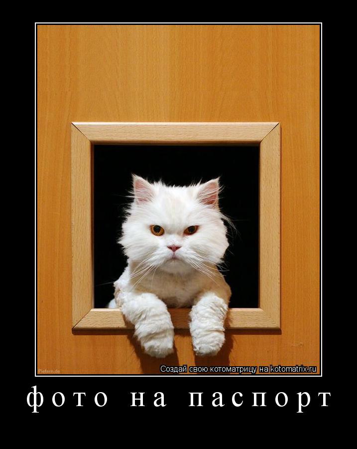 Котоматрица: фото на паспорт 