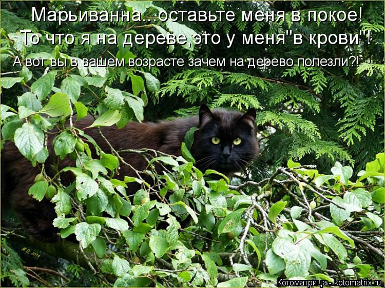 Котоматрица: Марьиванна...оставьте меня в покое! То что я на дереве,это у меня"в крови"! А вот вы в вашем возрасте зачем на дерево полезли?!