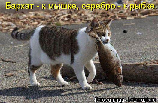 Бархат - к мышке, серебро - к рыбке.... Котоматрица: Бархат - к мышке, серебро - к рыбке.