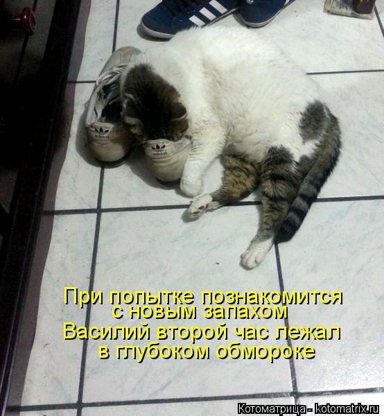 Котоматрица: Василий второй час лежал с новым запахом  При попытке познакомится  в глубоком обмороке