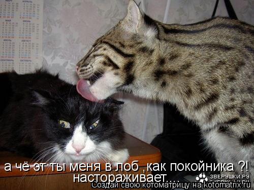 а чё эт ты меня в лоб ,как покойника ?! настораживает....... Котоматрица: а чё эт ты меня в лоб ,как покойника ?! настораживает....