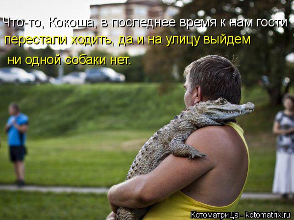 Котоматрица: Что-то, Кокоша, в последнее время к нам гости перестали ходить, да и на улицу выйдем ни одной собаки нет.