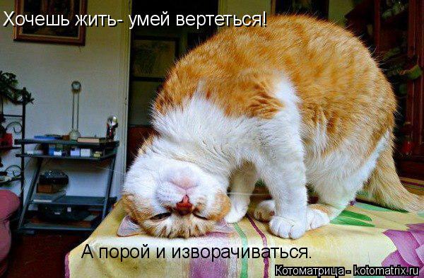 Хочешь жить- умей вертеться! А порой и изворачиваться.... Котоматрица: Хочешь жить- умей вертеться! А порой и изворачиваться.