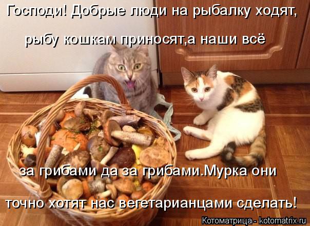 Котоматрица: Господи! Добрые люди на рыбалку ходят, рыбу кошкам приносят,а наши всё  за грибами да за грибами.Мурка они точно хотят нас вегетарианцами сд