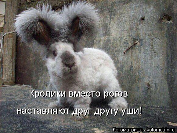 Кролики вместо рогов наставляют друг другу уши!... Котоматрица: Кролики вместо рогов наставляют друг другу уши!
