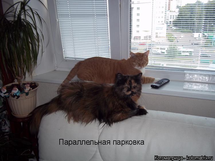 Параллельная парковка... Котоматрица: Параллельная парковка
