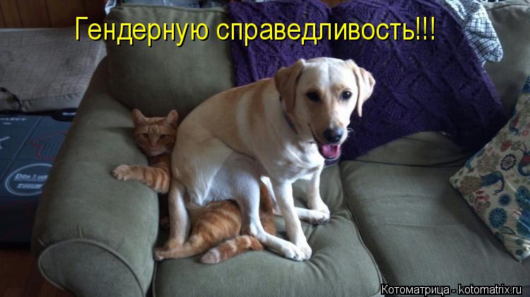 Котоматрица: Гендерную справедливость!!!