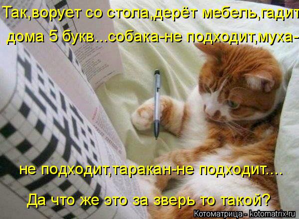 Так,ворует со стола,дерёт мебель,гадит дома 5 букв...собака-не подходит,муха- не подходит,таракан-не ... Котоматрица: Так,ворует со стола,дерёт мебель,гадит дома 5 букв...собака-не подходит,муха- не подходит,таракан-не подходит.... Да что же это за зверь то тако