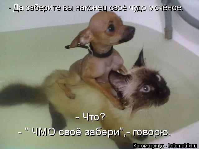Котоматрица: - Да заберите вы наконец своё чудо мочёное. - " ЧМО своё забери",- говорю. - Что?