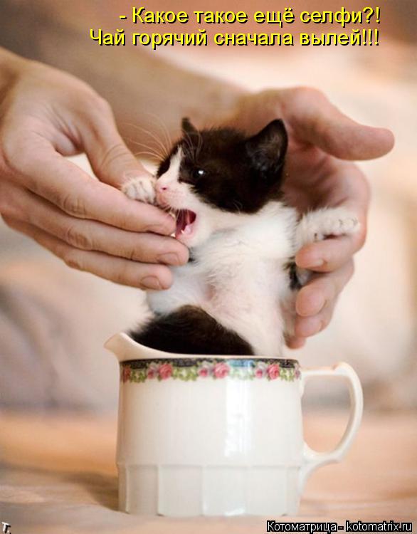 - Какое такое ещё селфи?! Чай горячий сначала вылей!!!... Котоматрица: - Какое такое ещё селфи?! Чай горячий сначала вылей!!!