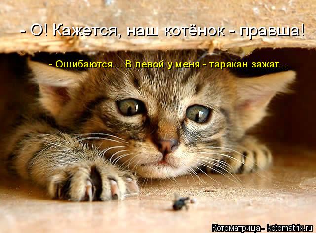 Котоматрица: - Ошибаются... В левой у меня - таракан зажат... - О! Кажется, наш котёнок - правша!