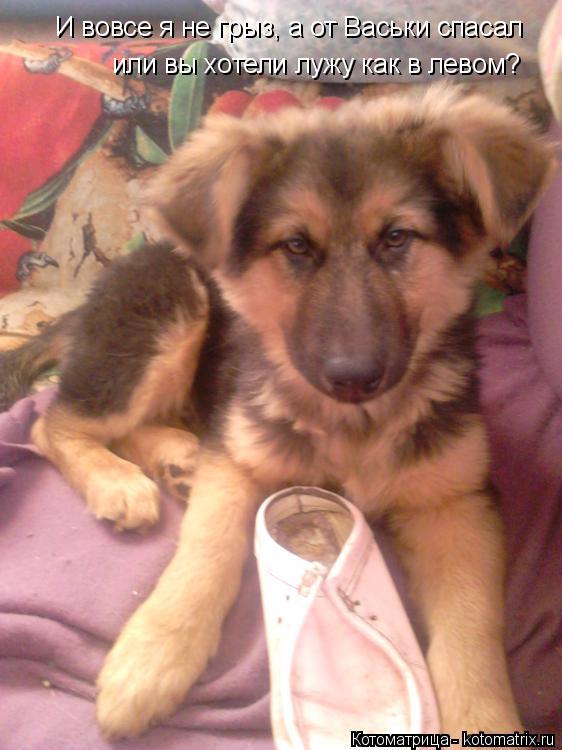 И вовсе я не грыз, а от Васьки спасал или вы хотели лужу как в левом?... Котоматрица: И вовсе я не грыз, а от Васьки спасал или вы хотели лужу как в левом?
