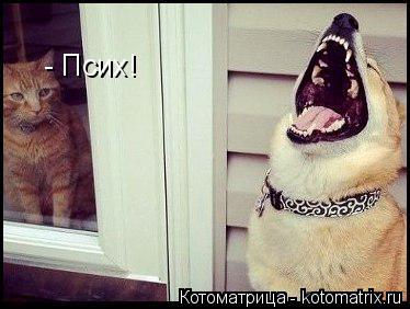 - Псих!... Котоматрица: - Псих!