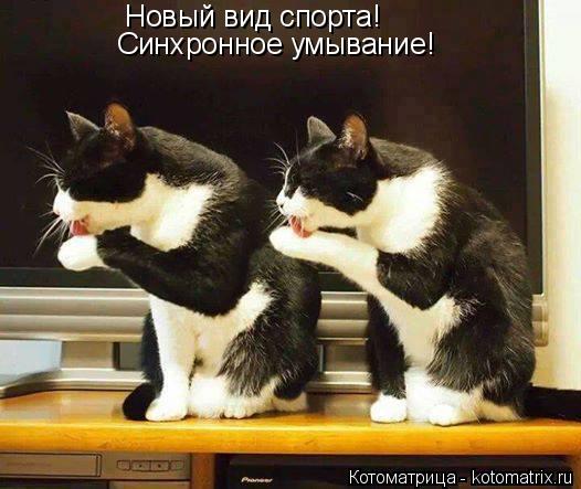 Котоматрица: Новый вид спорта! Синхронное умывание!