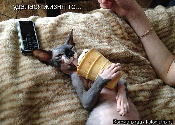 удалася жизня то...... Котоматрица: удалася жизня то...
