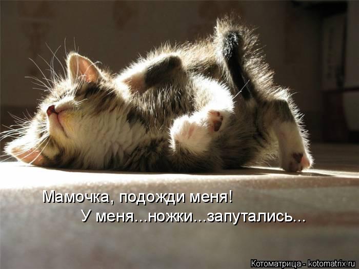 Мамочка, подожди меня! У меня...ножки...запутались...... Котоматрица: Мамочка, подожди меня! У меня...ножки...запутались...