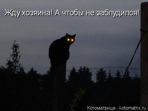 Жду хозяина! А чтобы не заблудился!... Котоматрица: Жду хозяина! А чтобы не заблудился!