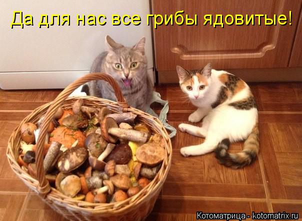 Котоматрица: Да для нас все грибы ядовитые!