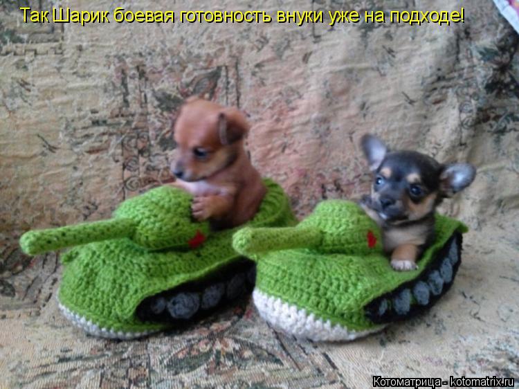 Так Шарик боевая готовность внуки уже на подходе!... Котоматрица: Так Шарик боевая готовность внуки уже на подходе!