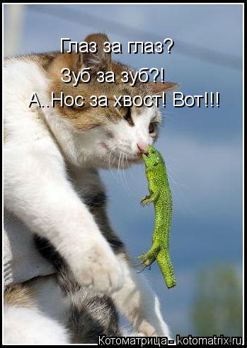 Котоматрица: Глаз за глаз? Зуб за зуб?! А..Нос за хвост! Вот!!!