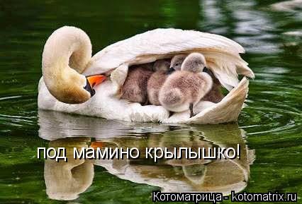 Котоматрица: под мамино крылышко!