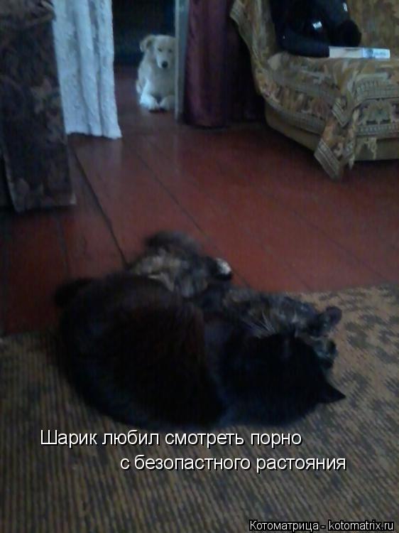 Шарик любил смотреть порно с безопастного растояния... Котоматрица: Шарик любил смотреть порно с безопастного растояния
