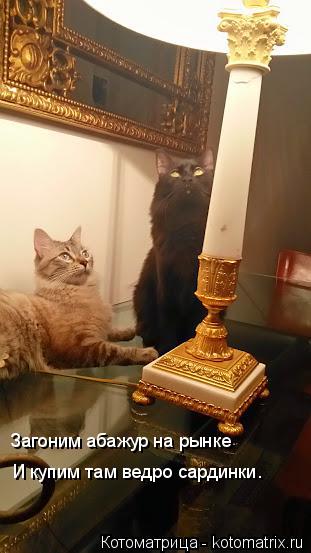 Загоним абажур на рынке И купим там ведро сардинки.... Котоматрица: Загоним абажур на рынке И купим там ведро сардинки.