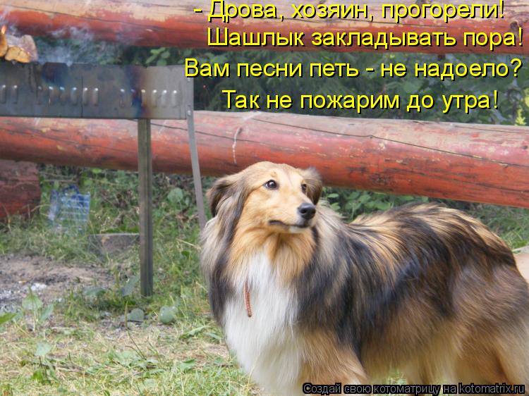 - Дрова, хозяин, прогорели! Шашлык закладывать пора! Вам песни петь - не надоело? Так не пожарим до у... Котоматрица: - Дрова, хозяин, прогорели! Шашлык закладывать пора! Вам песни петь - не надоело? Так не пожарим до утра!