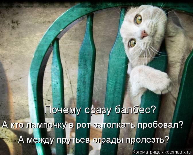 Почему сразу балбес? А кто лампочку в рот затолкать пробовал? А между прутьев ограды пролезть?... Котоматрица: Почему сразу балбес? А кто лампочку в рот затолкать пробовал? А между прутьев ограды пролезть?