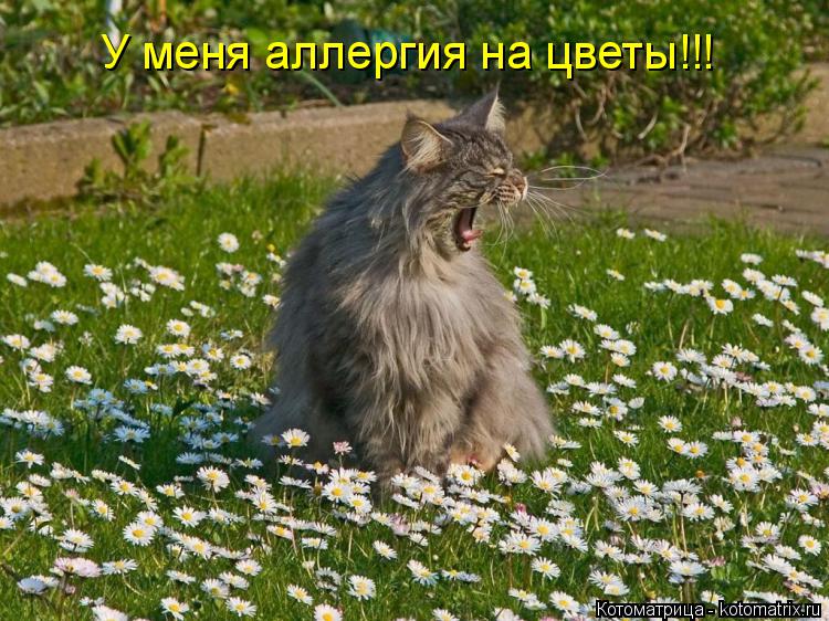 У меня аллергия на цветы!!!... Котоматрица: У меня аллергия на цветы!!!