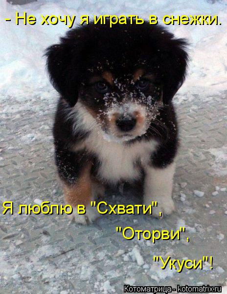 Котоматрица: - Не хочу я играть в снежки.  Я люблю в "Схвати", "Оторви", "Укуси"!