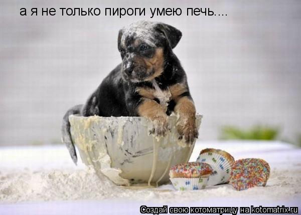 а я не только пироги умею печь....... Котоматрица: а я не только пироги умею печь....