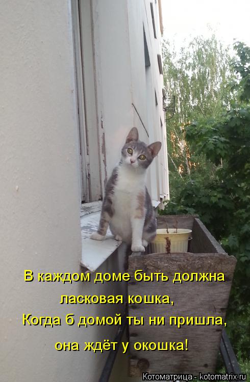 Котоматрица: В каждом доме быть должна Когда б домой ты ни пришла, ласковая кошка, она ждёт у окошка!