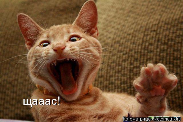 щааас!... Котоматрица: щааас!