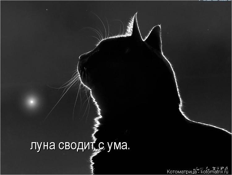 луна сводит с ума.... Котоматрица: луна сводит с ума.